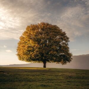 L'arbre — Colline, fin de jour